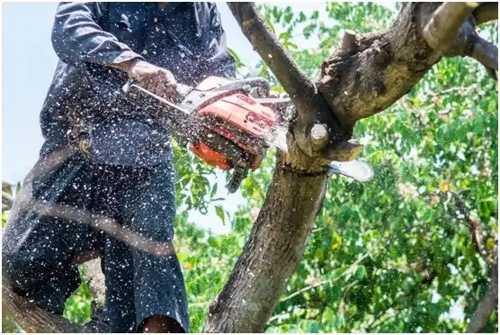 tree services Williams Bay